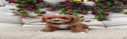 Cavapoo dogs for sale: Rose - Ad 1