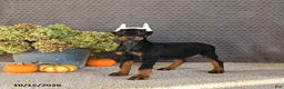 Doberman Pinscher dogs for sale: Nex - Ad 4
