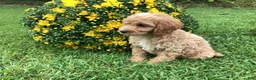 Mini Goldendoodle dogs for sale: Ranger - Ad 2