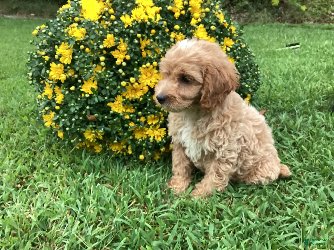 Mini Goldendoodle dogs for sale: Ranger - Ad 2