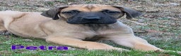 Great Dane dogs for sale: Petra - Ad 3