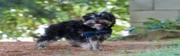 Yorkiepoo dogs for sale: Spike - Ad 4