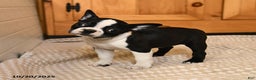 Boston Terrier dogs for sale: Maryssa - Ad 5