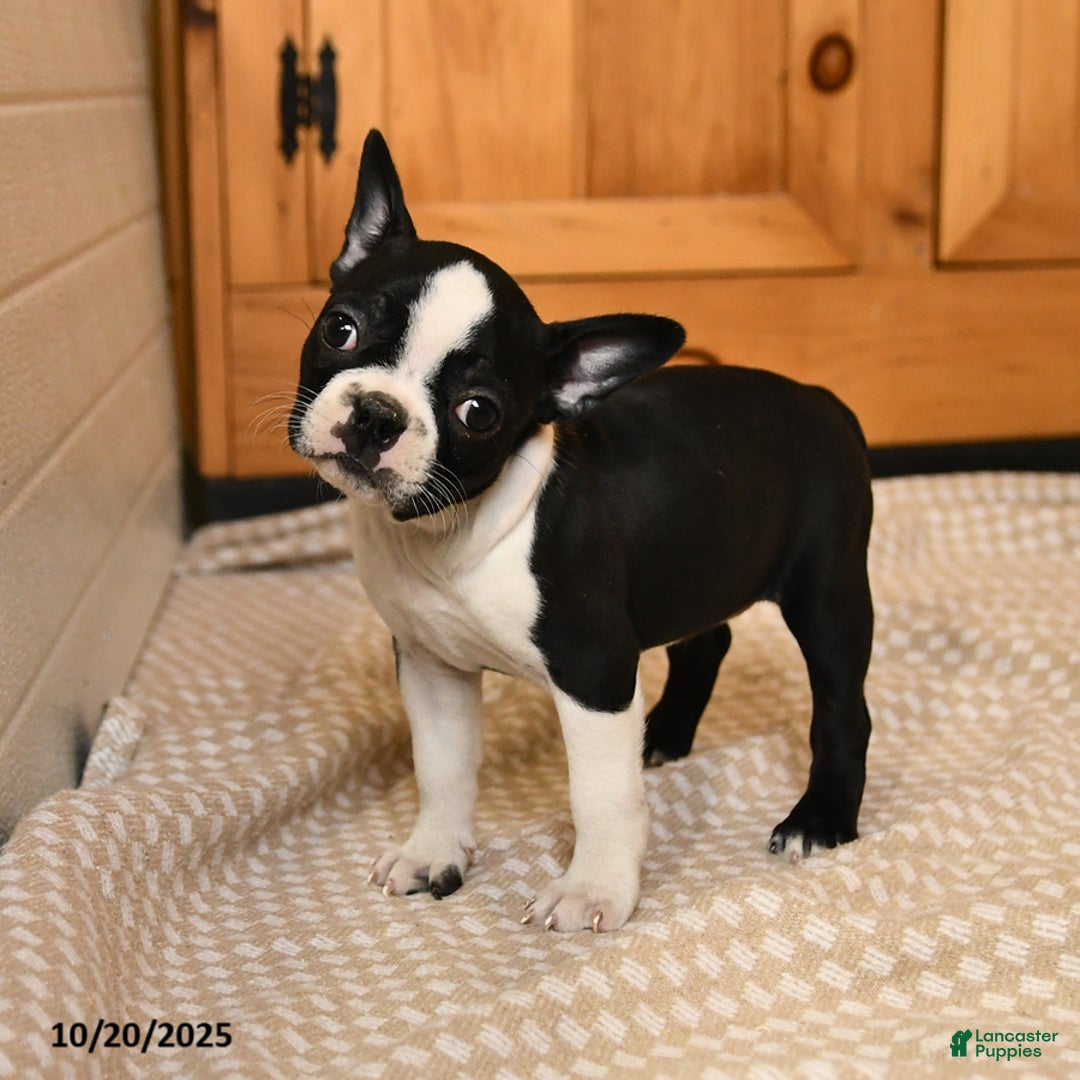 Boston Terrier dogs for sale: Maryssa - Ad 5