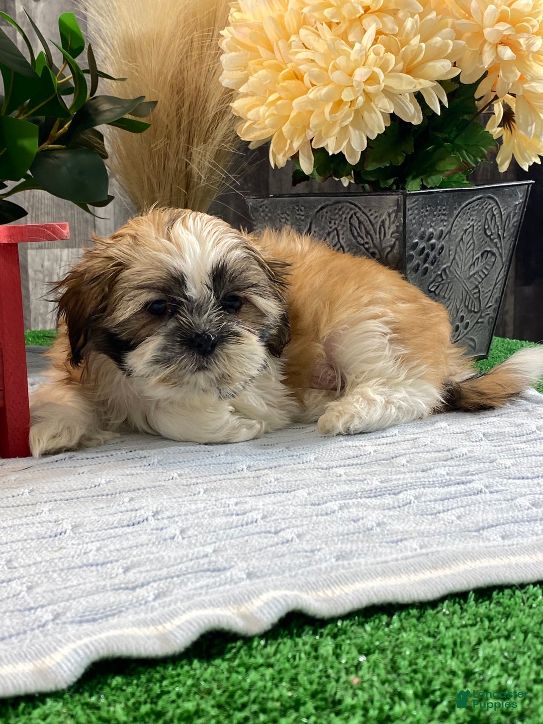 Shih Tzu dogs for sale: Sarge - Ad 2