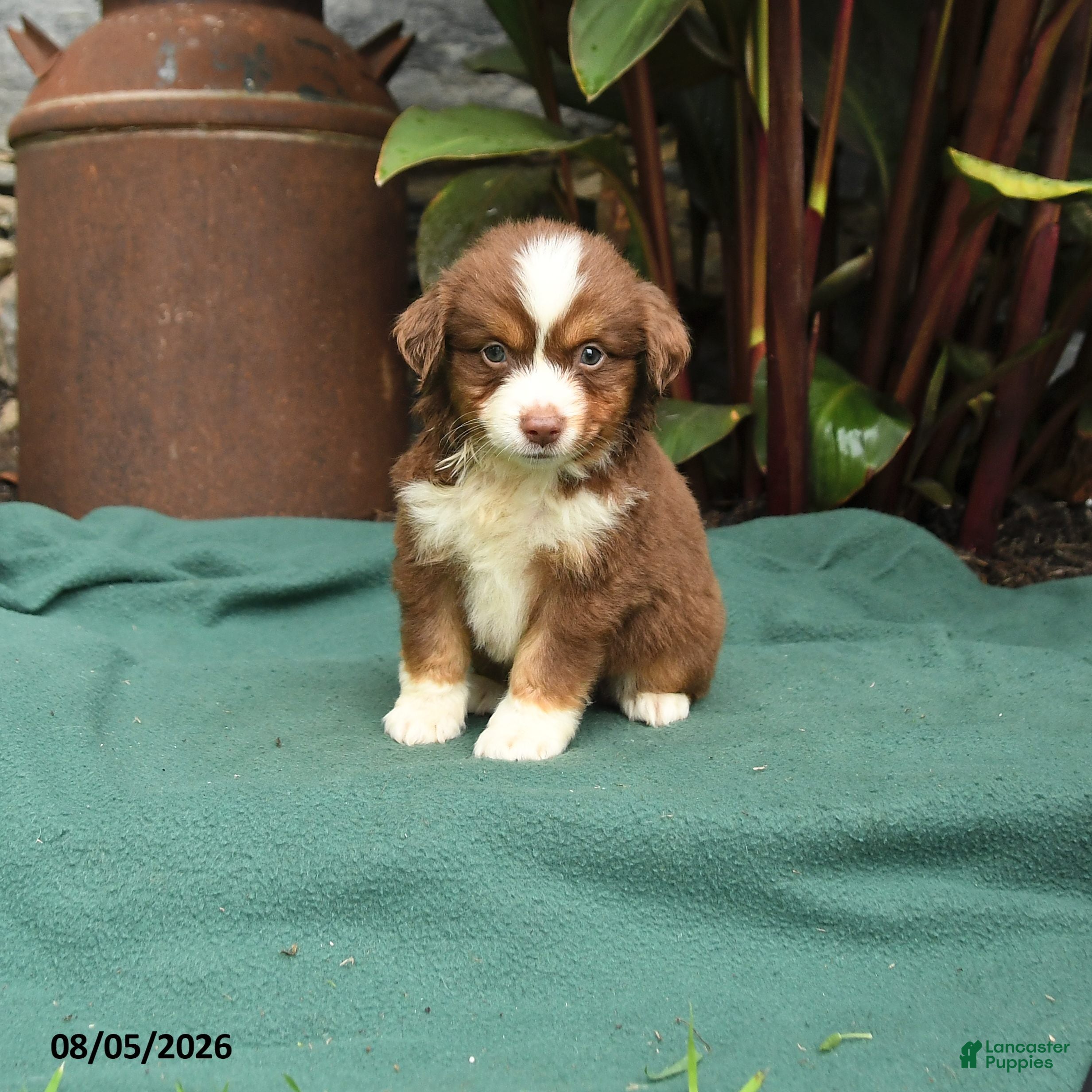 Miniature Australian Shepherd dogs Simba - Ad 1