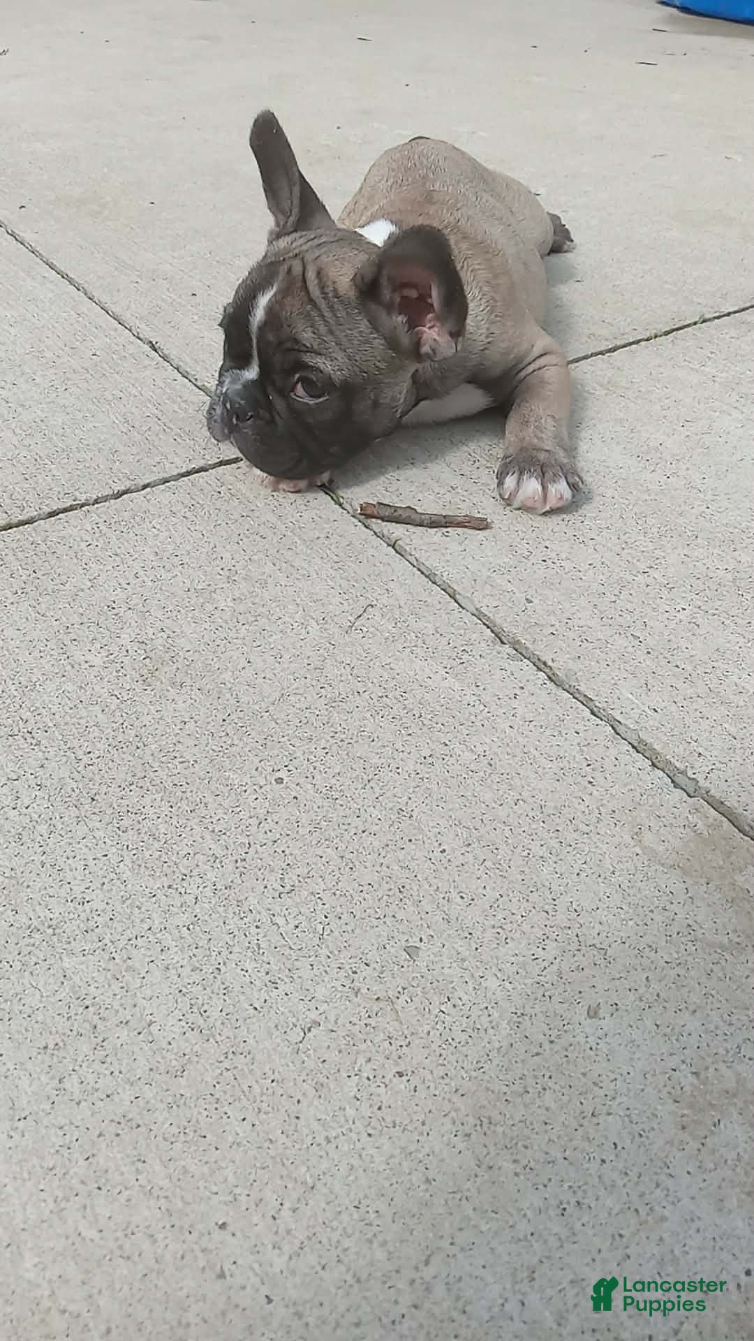 French Bulldog dogs Spud - Ad 18