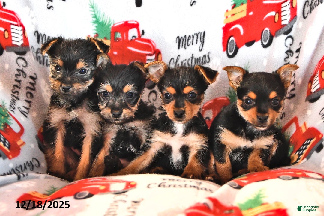 Morkie dogs for sale: Miles - Ad 5