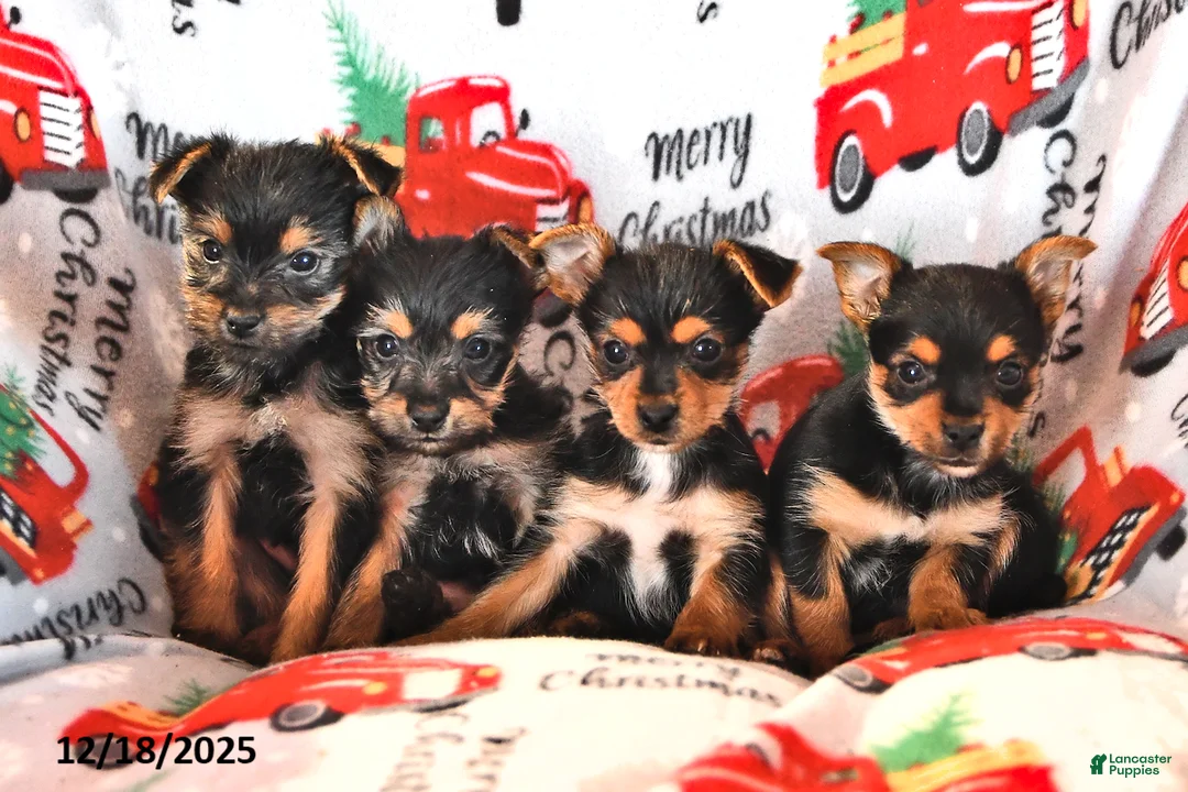 Morkie dogs for sale: Miles - Ad 5