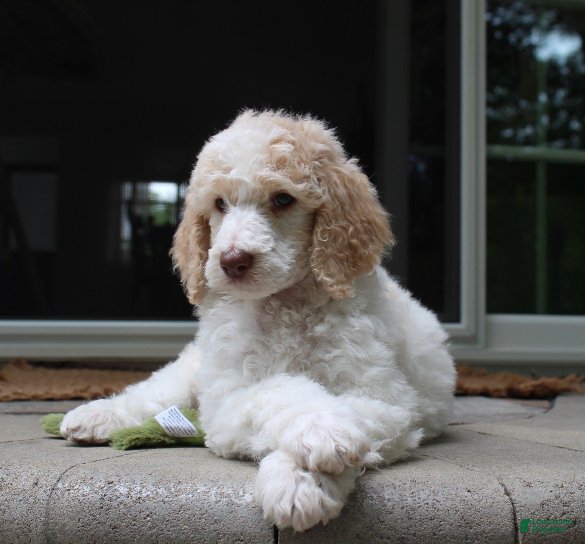 Standard Poodle dogs Pebble AKC Standard Poodle - Ad 1