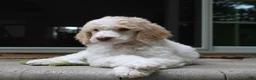 Standard Poodle dogs for sale: Pebble AKC Standard Poodle - Ad 11