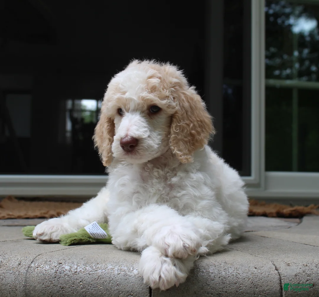Standard Poodle dogs for sale: Pebble AKC Standard Poodle - Ad 1