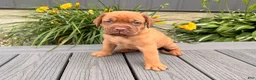 Dogue De Bordeaux dogs for sale: Bubble - Ad 5