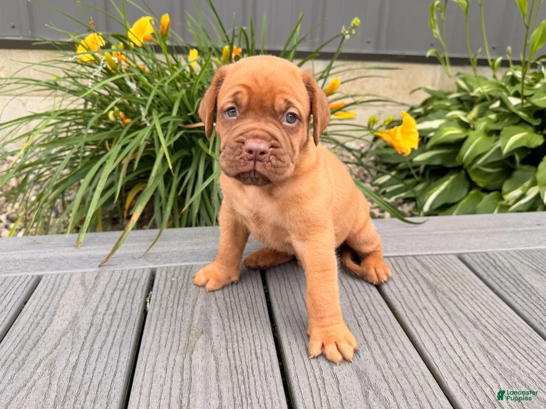 Dogue De Bordeaux dogs for sale: Bubble - Ad 5
