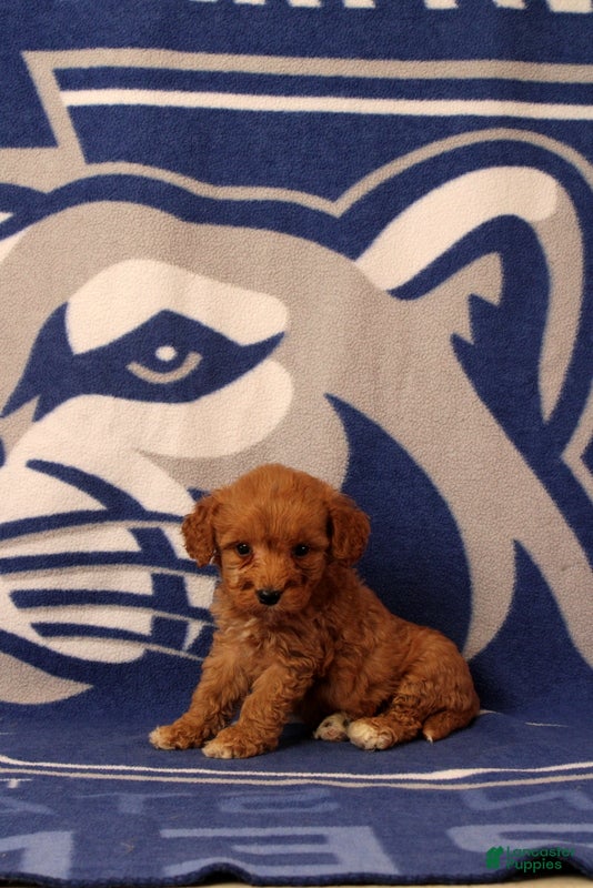 Mini Goldendoodle dogs Usman - Ad 1