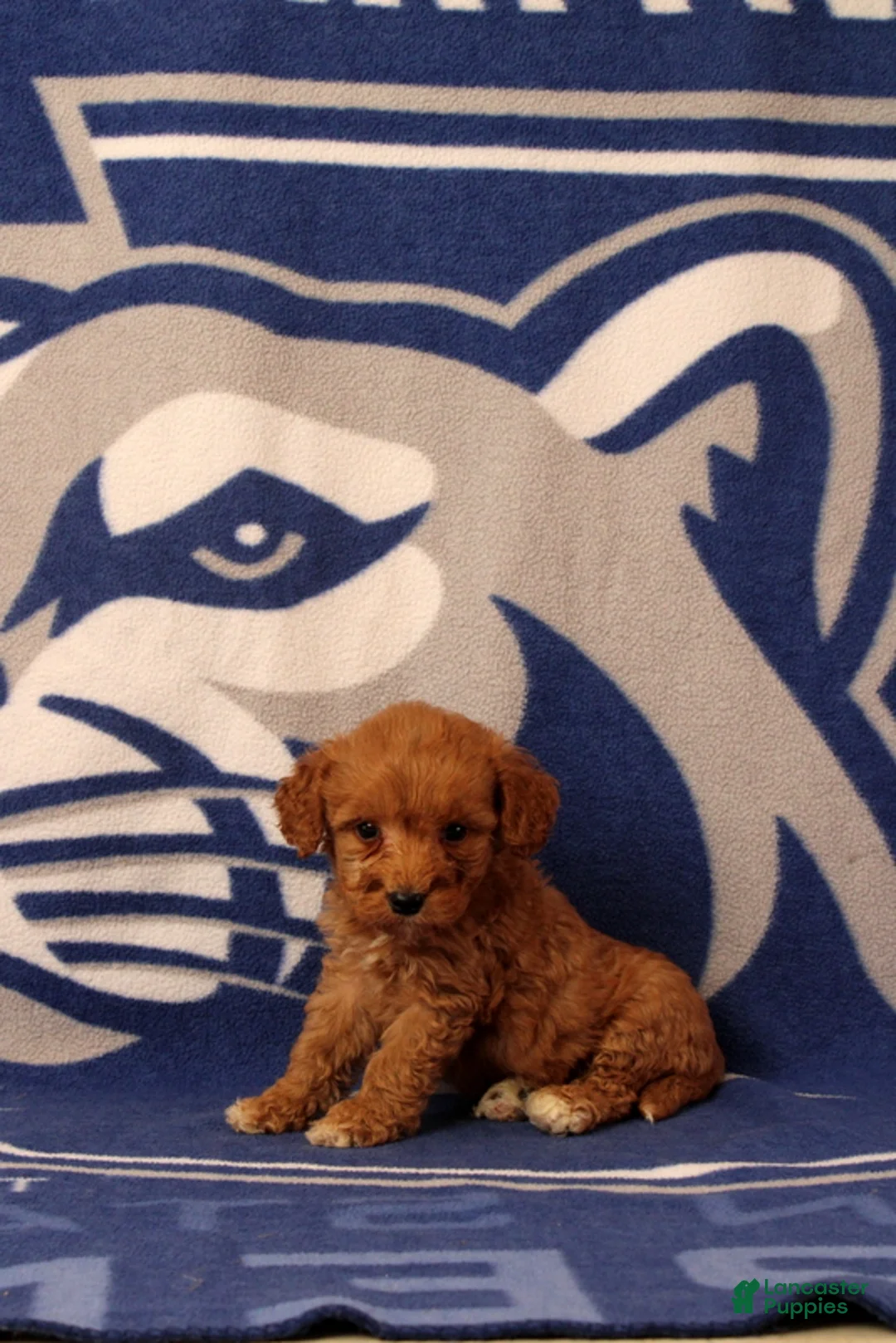 Mini Goldendoodle dogs for sale: Usman - Ad 1