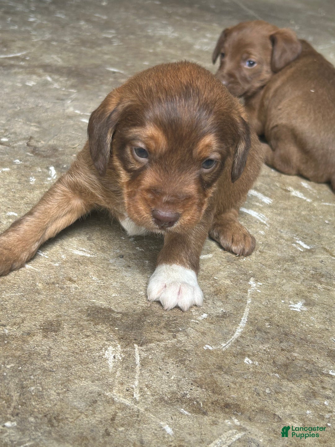 Jackapoo dogs for sale: Jackapoo Puppy 1 - Ad 2