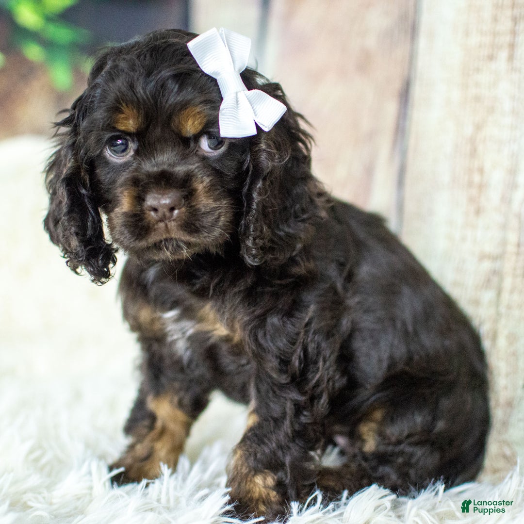 Cocker Spaniel dogs for sale: Pandora - Ad 3