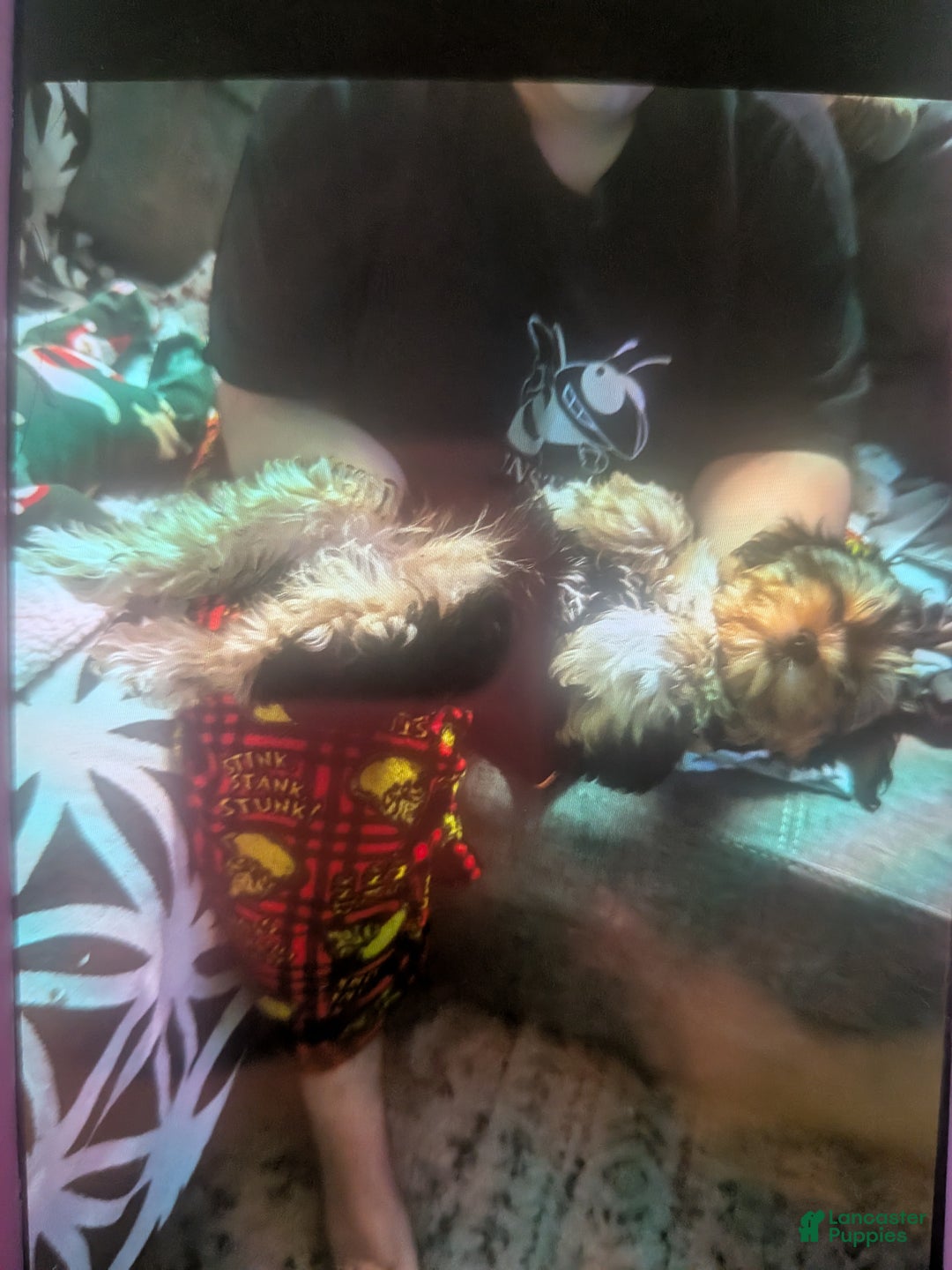 Mixed Breed dogs for sale: Morkipoo Wisper  - Ad 7