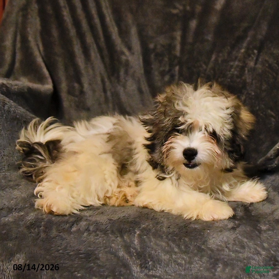 Shihpoo dogs Skye - Ad 2