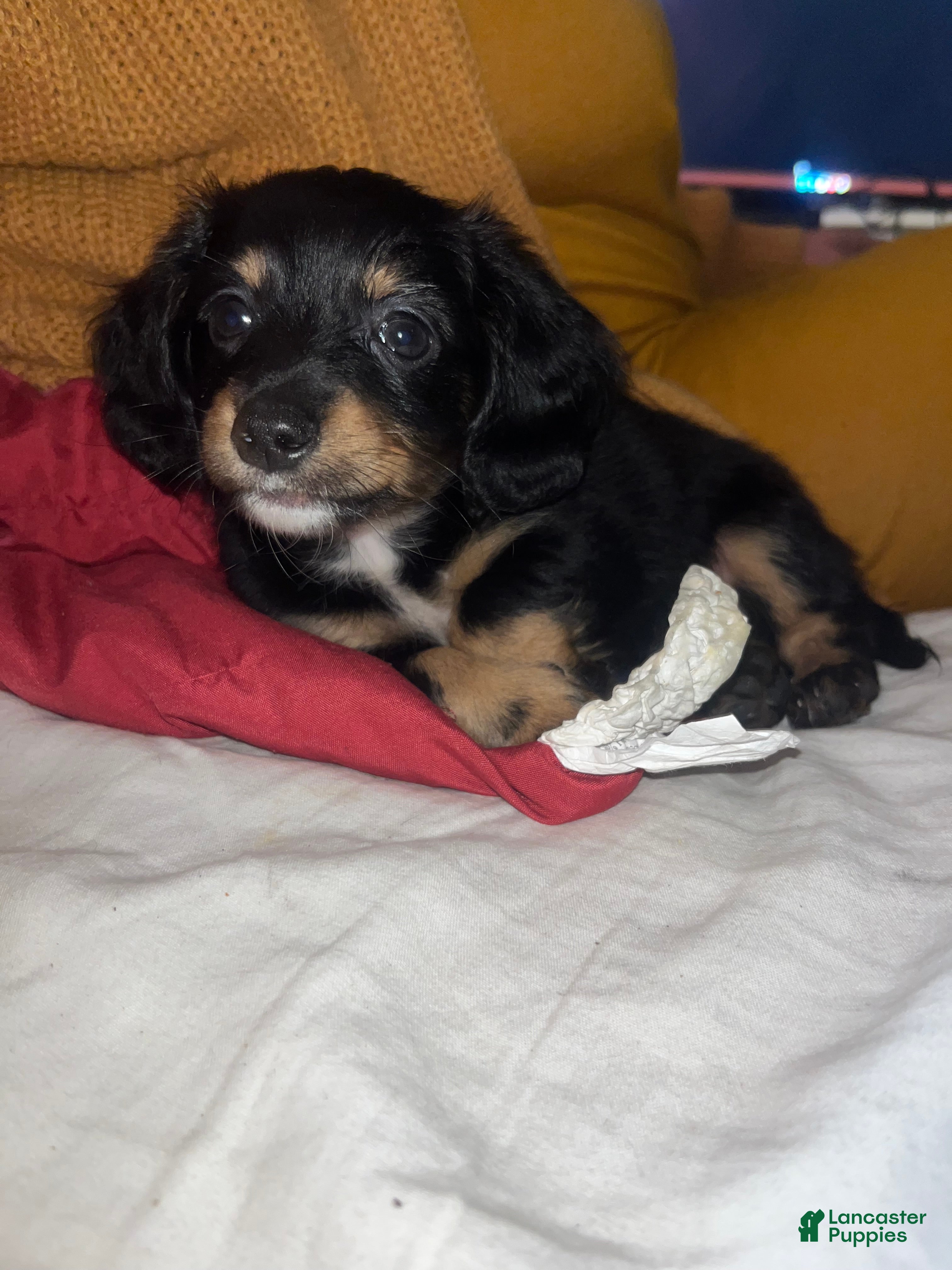 Chiweenie dogs Chiweenie 1 - Ad 15
