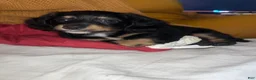 Chiweenie dogs for sale: Chiweenie 1 - Ad 1