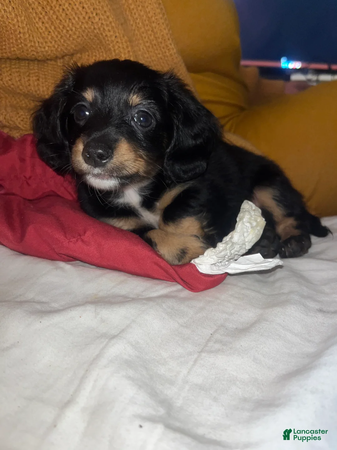 Chiweenie dogs for sale: Chiweenie 1 - Ad 1