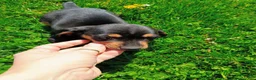 Miniature Dachshund dogs for sale: Dachshund Puppy 1 - Ad 2