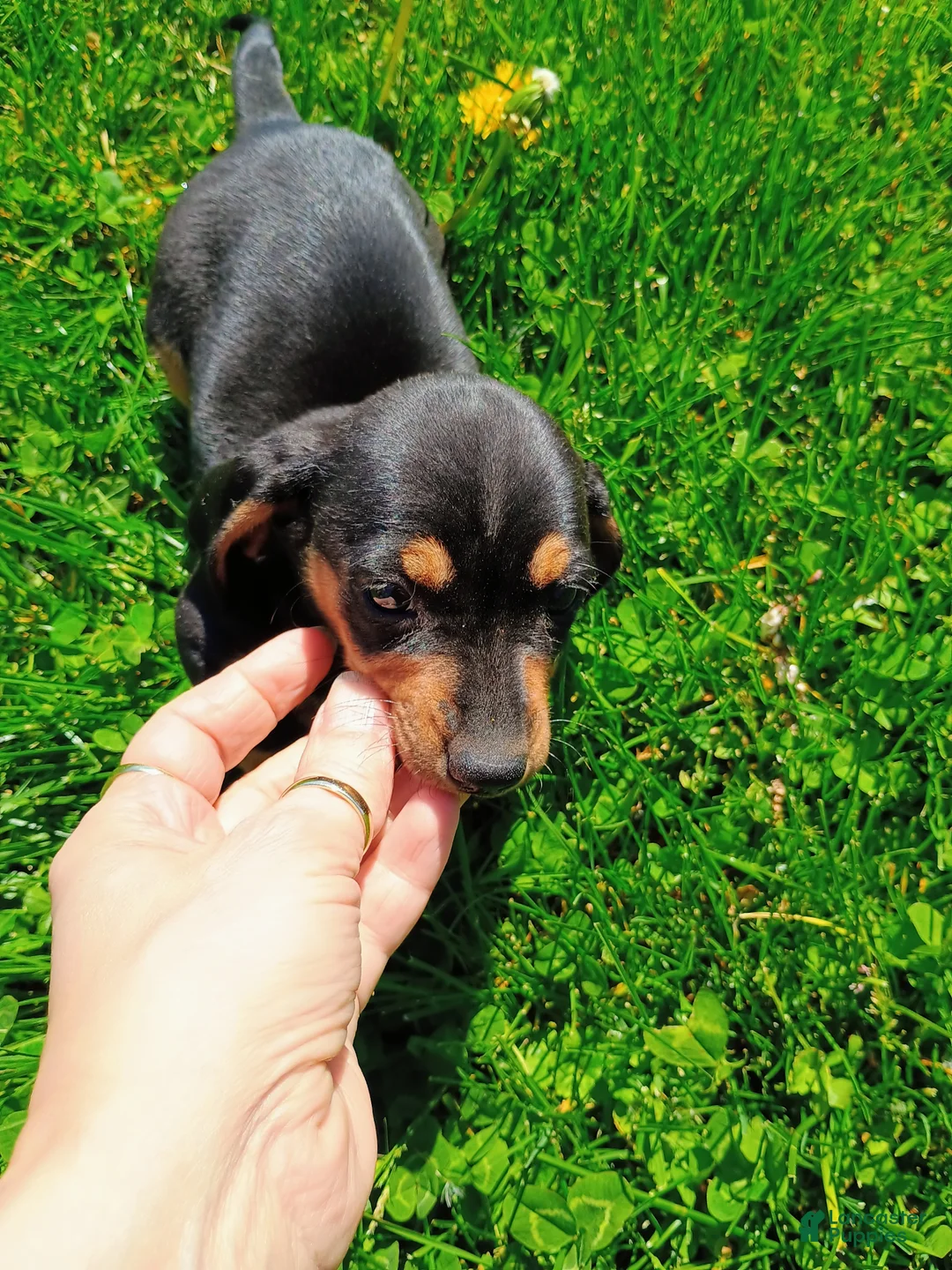 Miniature Dachshund dogs for sale: Dachshund Puppy 1 - Ad 2
