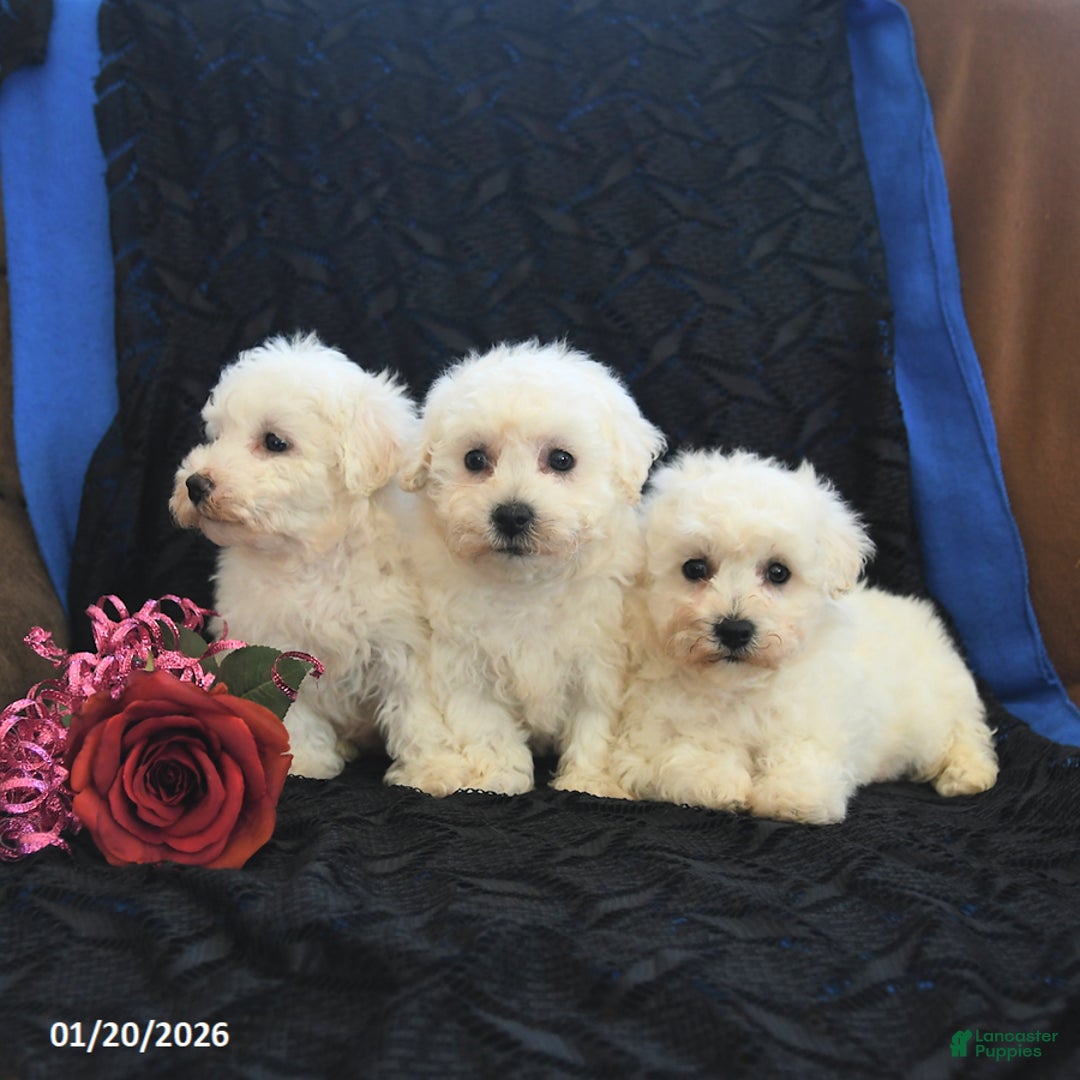 Bichon Frise dogs for sale: Pete - Ad 3