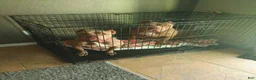 American Bully dogs for sale: American Bully 1 - Ad 9