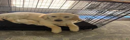 Golden Retriever dogs for sale: Golden Retriever 1 - Ad 3