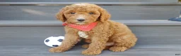 Mini Goldendoodle dogs for sale: Jake (Medium) - Ad 5