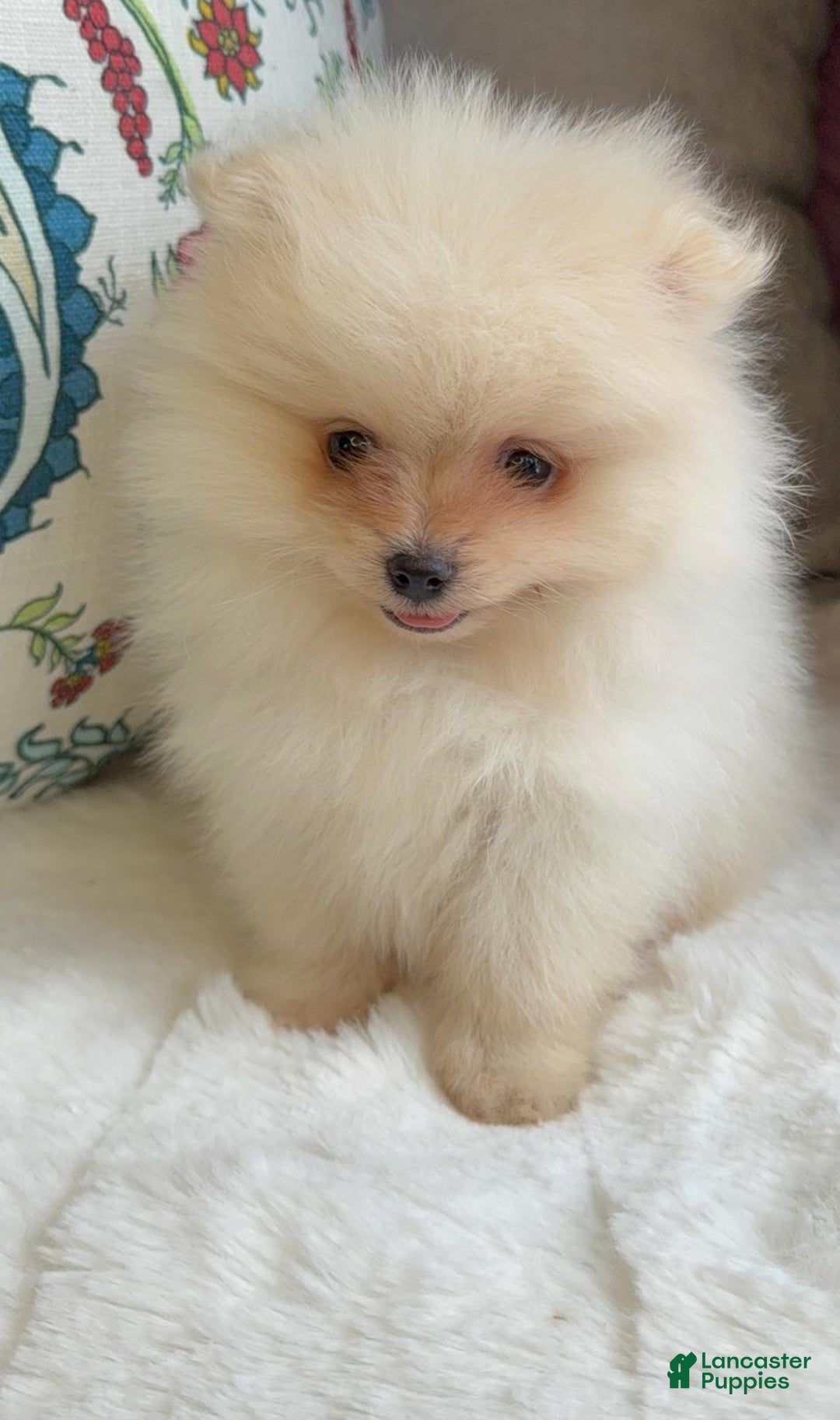 Pomeranian dogs for sale: Pomeranian Puppy Daisy - Ad 6