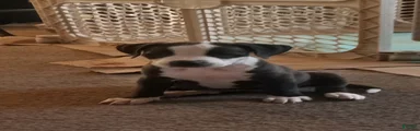 American Pit Bull Terrier 2
