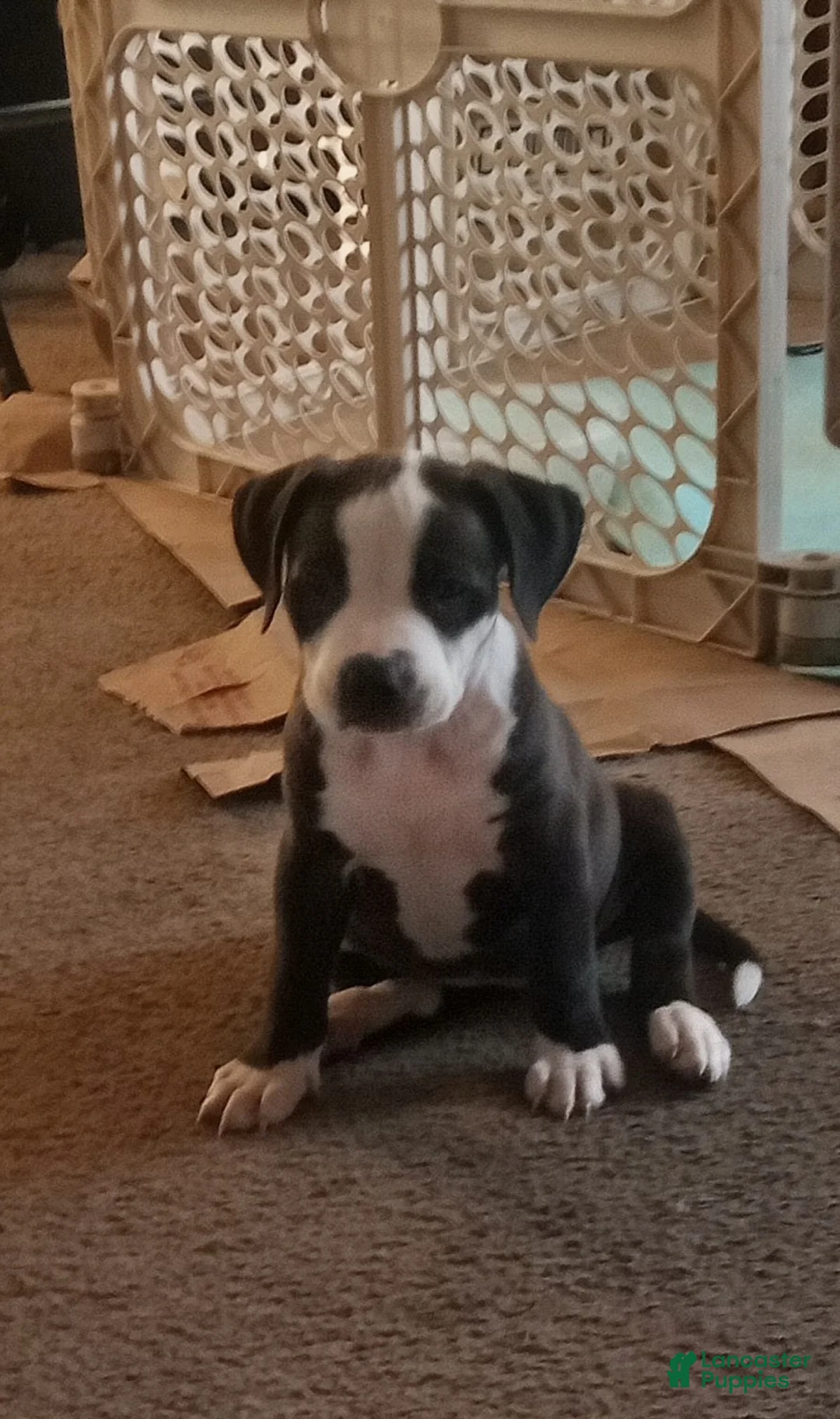 American Pit Bull Terrier dogs for sale: American Pit Bull Terrier 2 - Ad 1