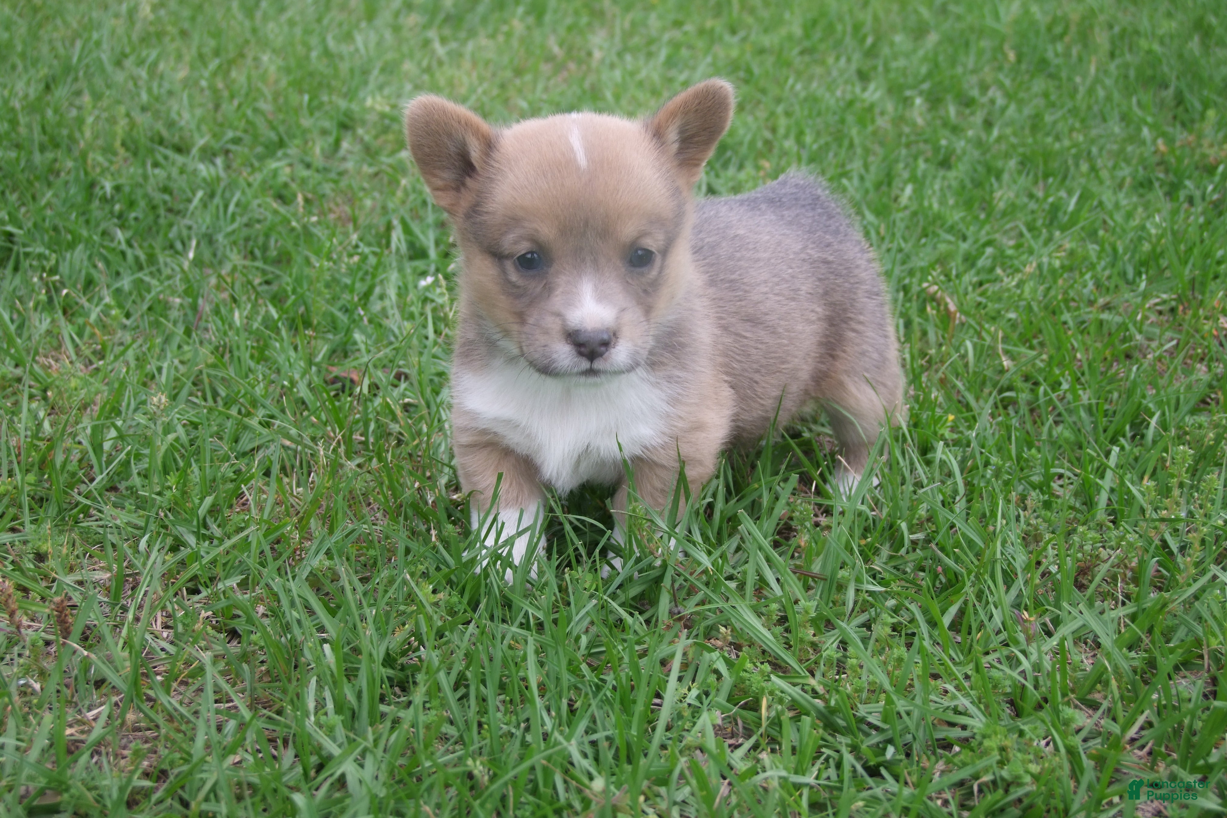 Welsh Corgi Pembroke dogs Welsh Corgi Pembroke Girl 1 - Ad 2