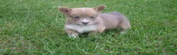 Welsh Corgi Pembroke dogs for sale: Welsh Corgi Pembroke Girl 1 - Ad 2