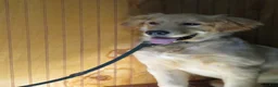 Golden Retriever dogs for sale: Golden Retriever 1 - Ad 2