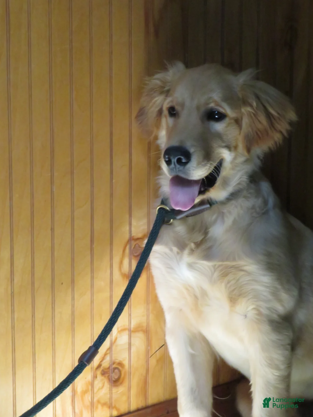Golden Retriever dogs for sale: Golden Retriever 1 - Ad 2