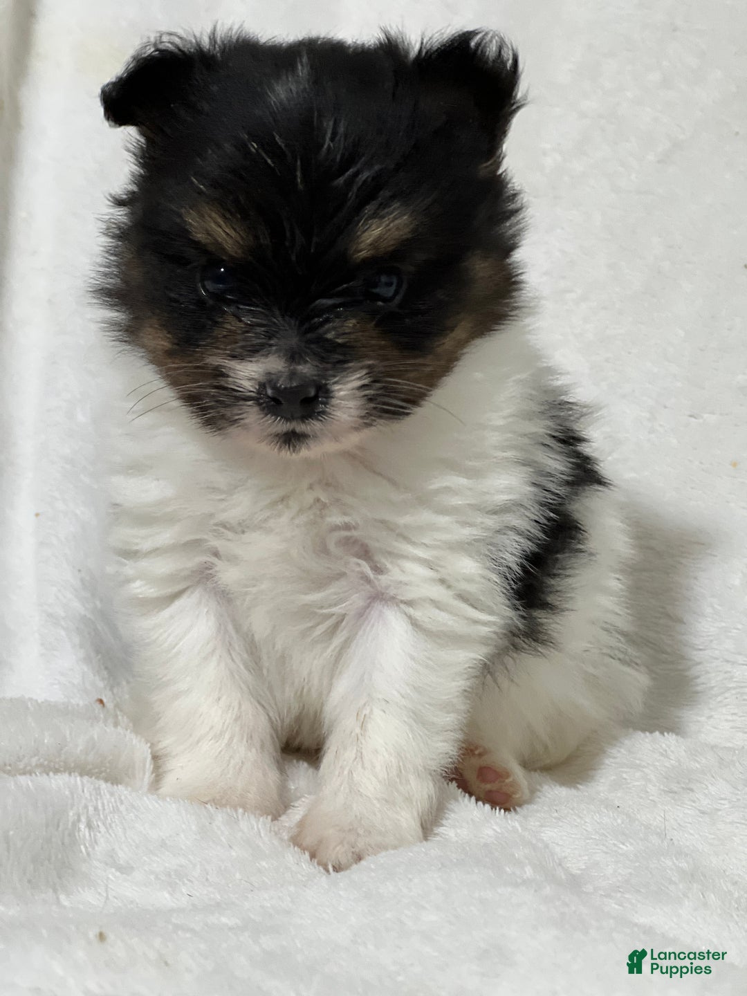 Papillon dogs for sale: Nuggets - Ad 1