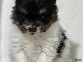 Papillon dogs Nuggets - Ad 42