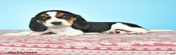 Beagle dogs for sale: Wesley - Ad 4