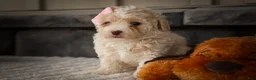Miniature Poodle dogs for sale: Jett 🐾  - Ad 16