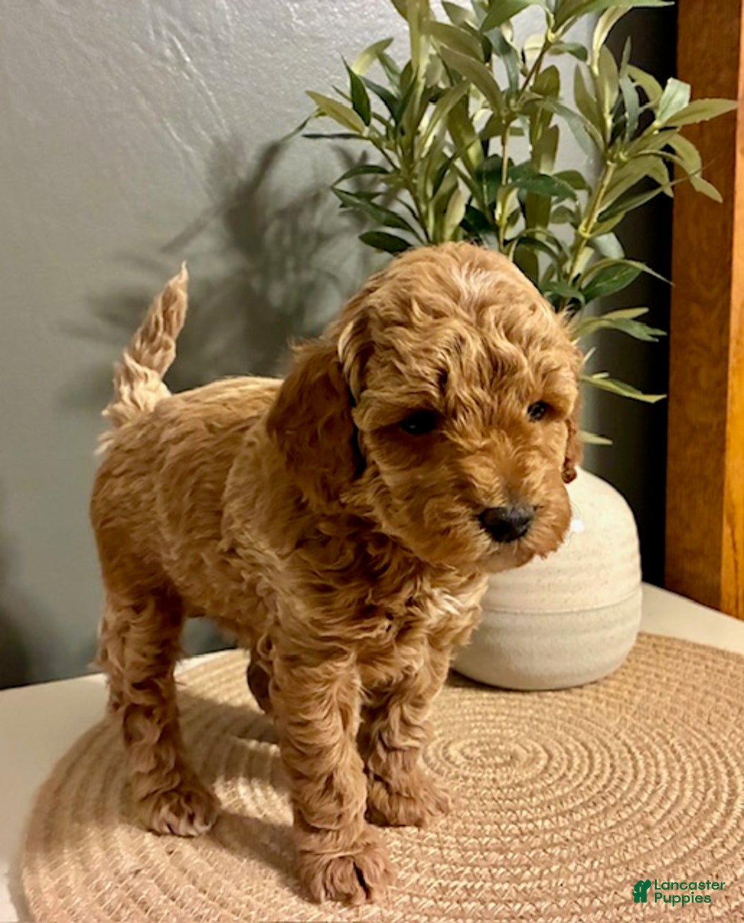 Cockapoo dogs for sale: Nova - Ad 4