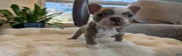 Frenchton dogs for sale: Willow - Ad 4