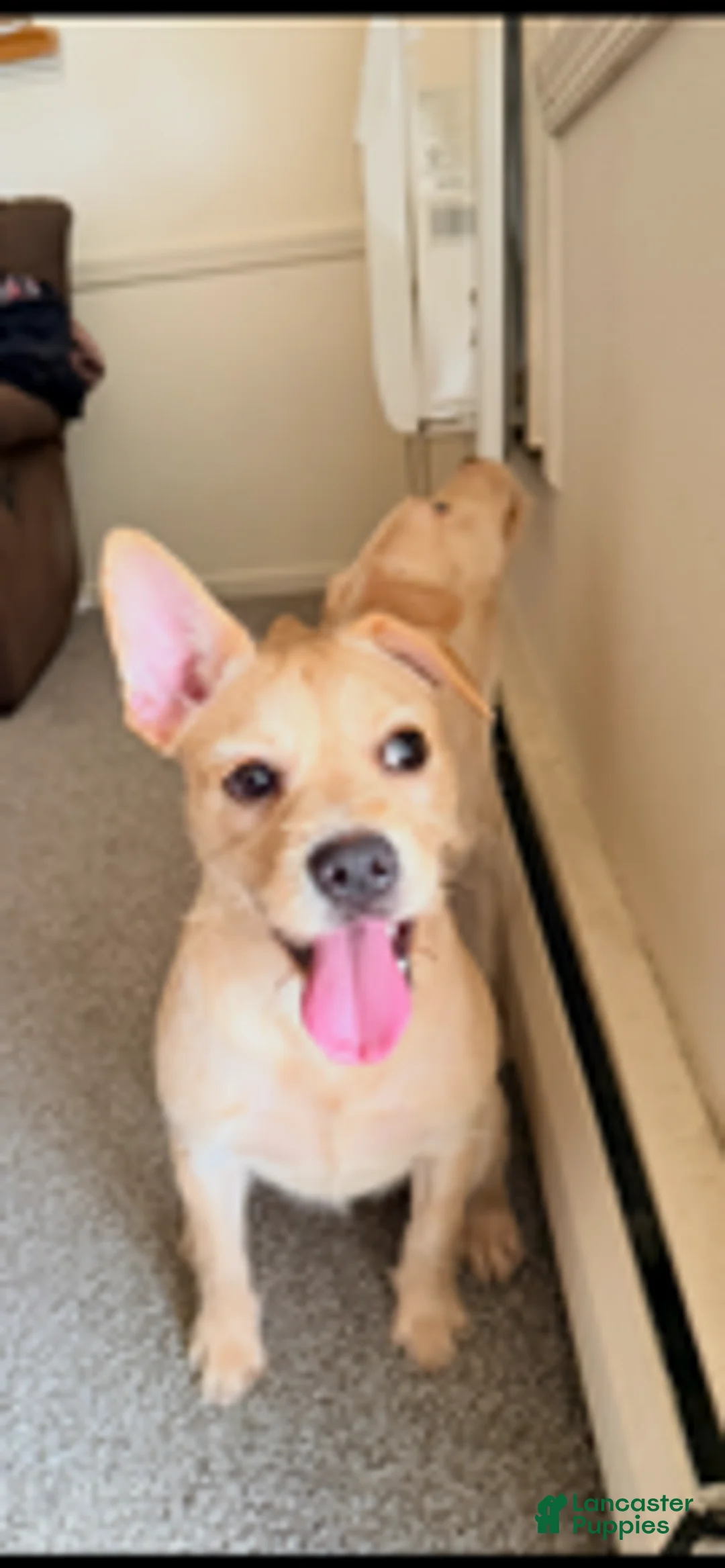 Mixed Breed dogs for sale: Snoh. - Ad 6