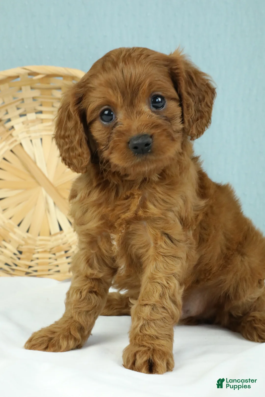 Cavapoo dogs for sale: Waffles 🧇 - Ad 1