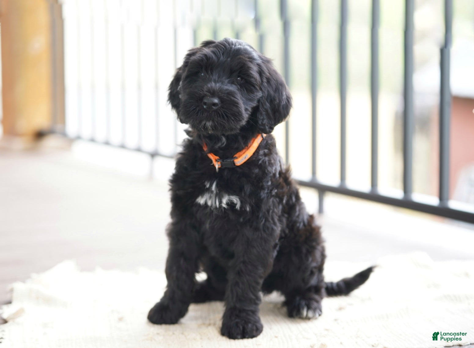 Portuguese Water Dog dogs Duke - Ad 2
