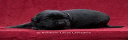 Labrador Retriever dogs for sale: Nico - Ad 5